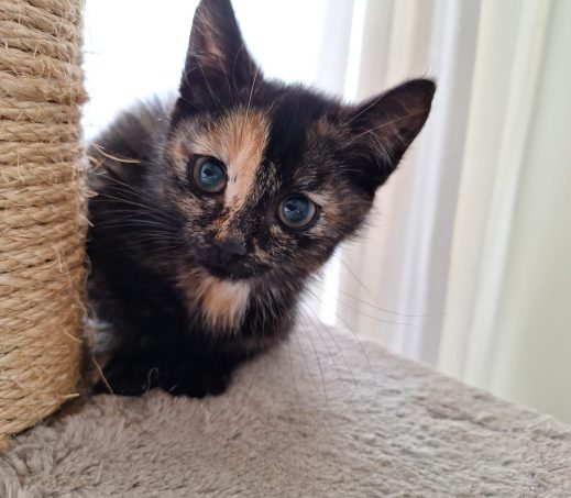 Gevonden Kitten (K26/622)