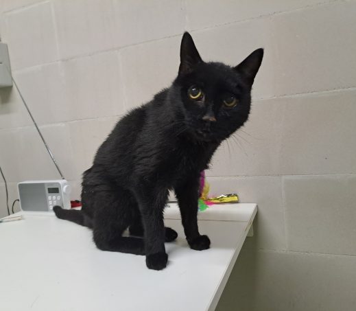 Gevonden Kat (K26/623 Zoppo)
