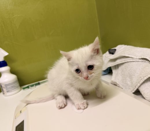 Gevonden kittens (K26/624 en K26/625)