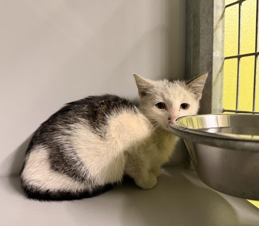 Gevonden kitten (k26/626 Fifone)
