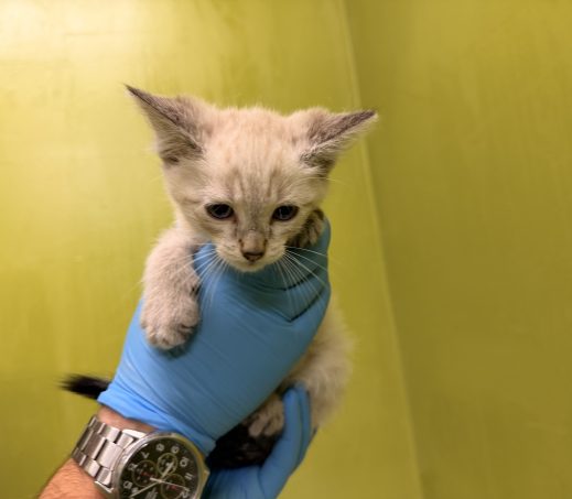 Gevonden kittens (K26-627, 628, 629)