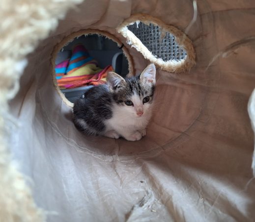 Gevonden Kitten (K26/630)