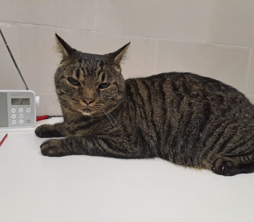 Gevonden kat (K26/631 Amigo)