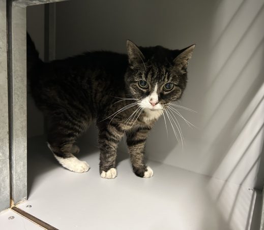 Gevonden poes (K26/632 Prisca)