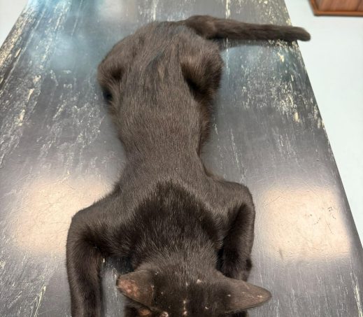 Gevonden kat (K26/634 overleden)