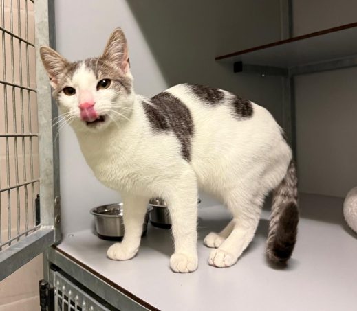 Gevonden kat (K26/651 Cookie)