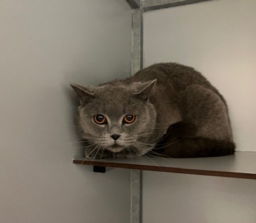 Gevonden kat K26/655 Grigio