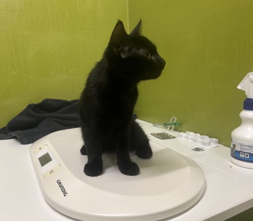 Gevonden Kitten K26/656 Aria