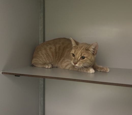 Gevonden Kat K26/657 Anatra