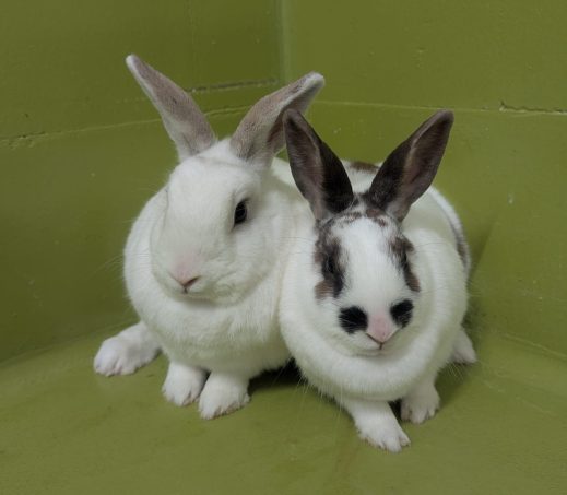 Lennox & Noxie