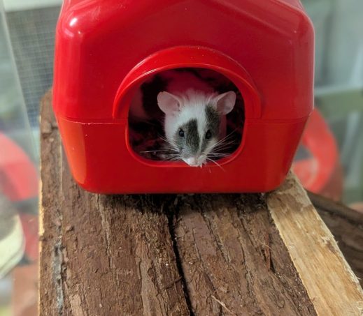 Nynx, Boba, Comet en Pika