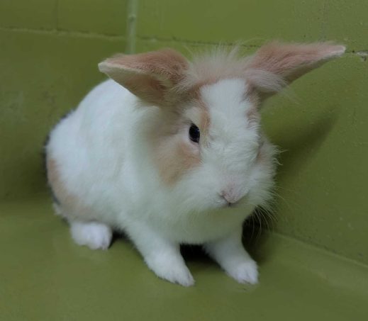 Maurice
