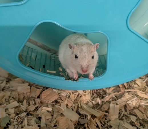 Penelope
