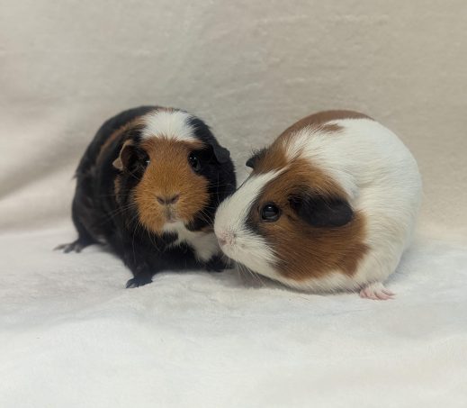 Pip & Mip