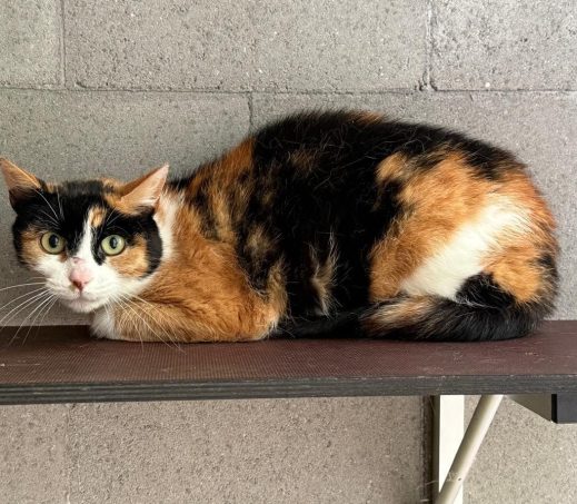 Sibilla (boerderijkat)
