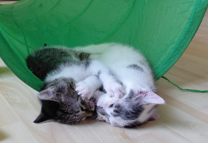 Flip en Frits