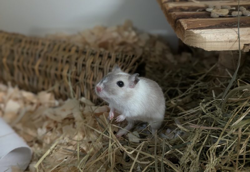 Gerrie