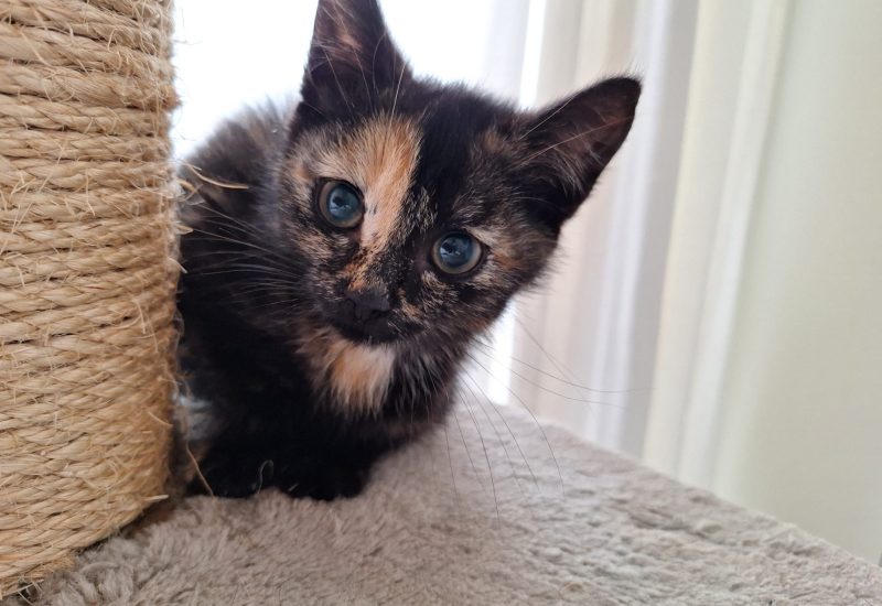 K26 622 kitten