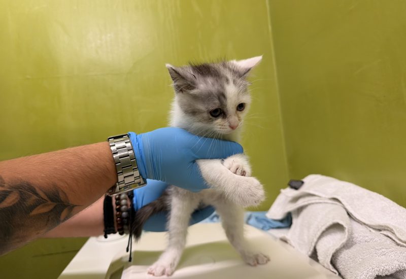 K26 624 kitten 1 krom
