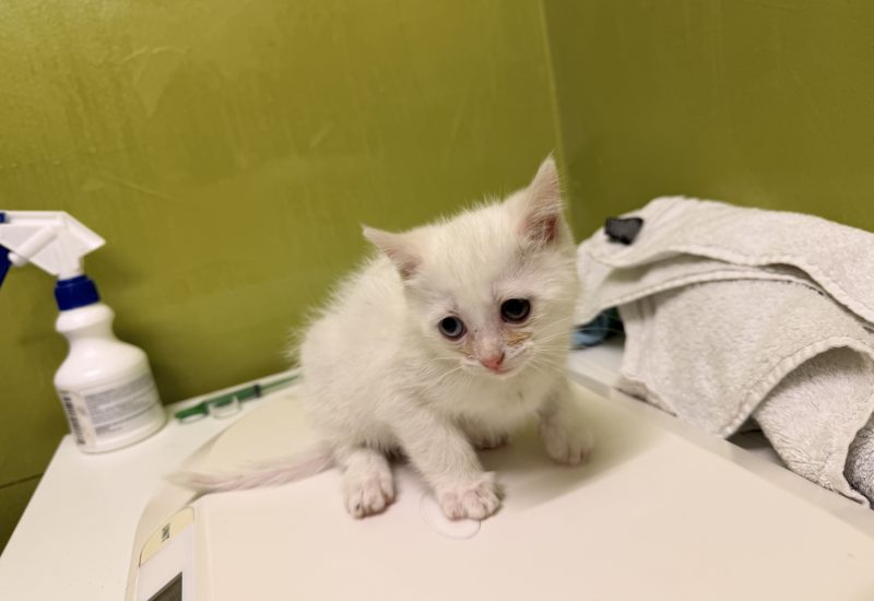 K26 625 kitten 2 krom