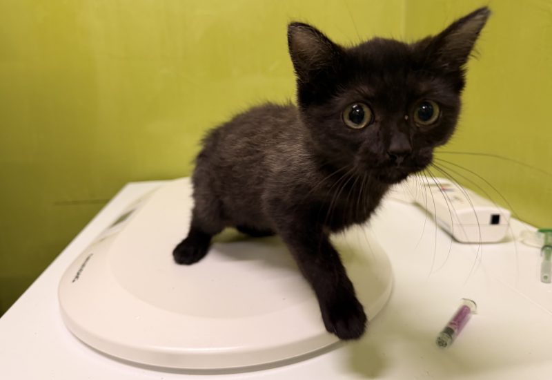 K26 627 kitten 1
