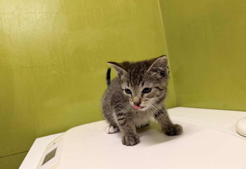 K26 628 kitten 2