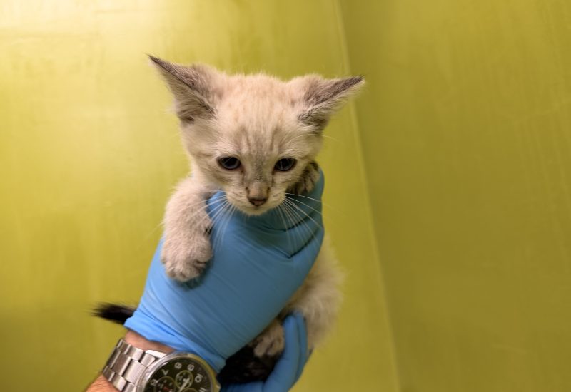 K26 629 kitten 3