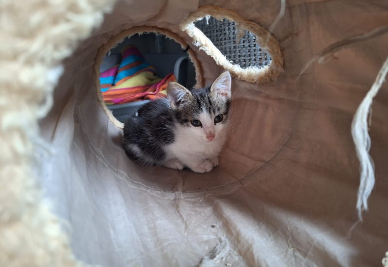 K26 630 kitten