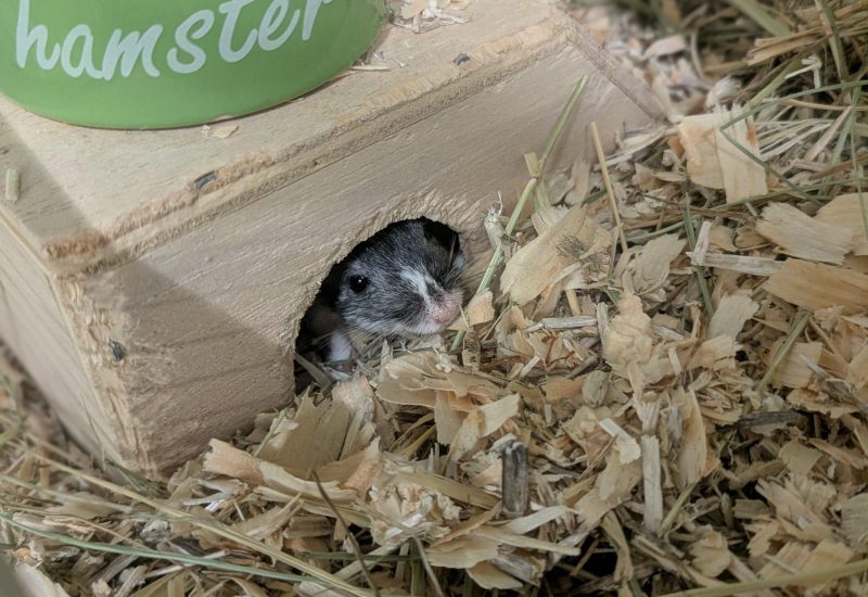 Oreo