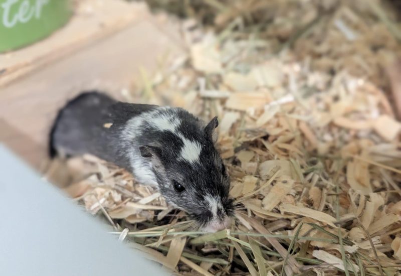 Oreo2