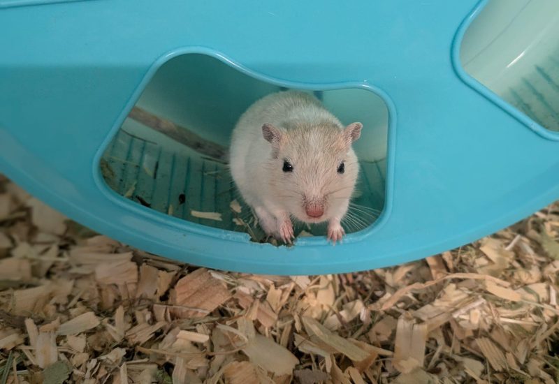 Penelope1
