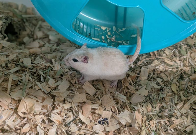 Penelope2