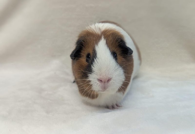 Pip