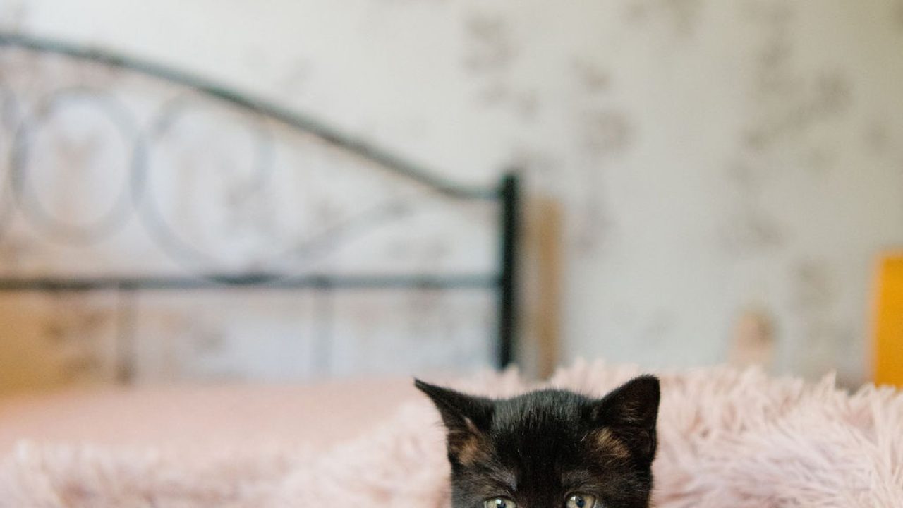 Tientallen kittens zoeken een thuis