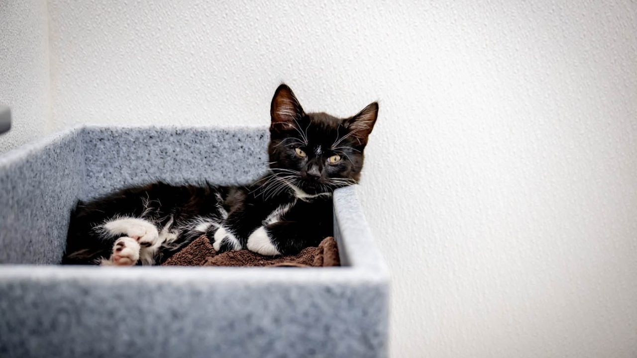 Help jij jonge katjes in nood?