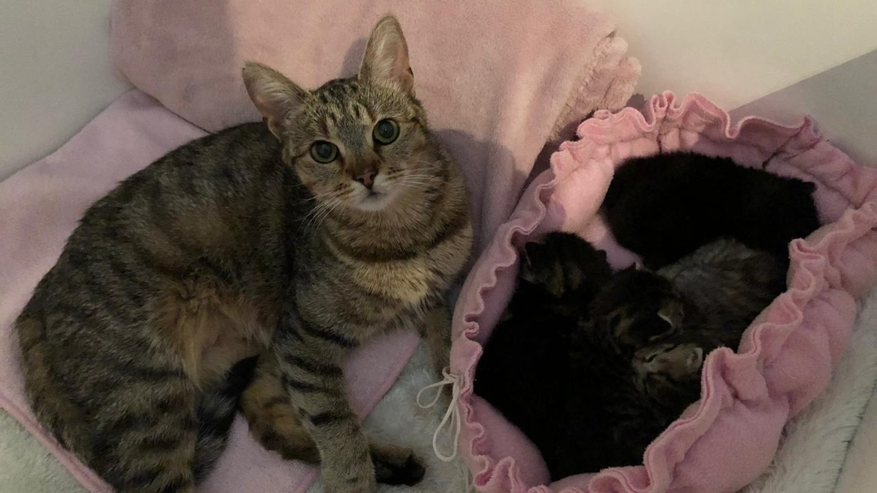 Zwangere poes bevalt in onbekende tuin