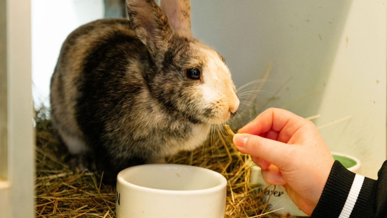 1 Juni: Spreekuur konijnengedrag door De Nijnerij