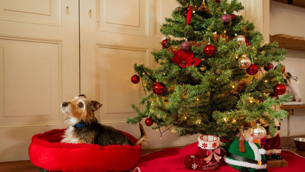 Asieldieren stellen verlanglijstje Kerst op