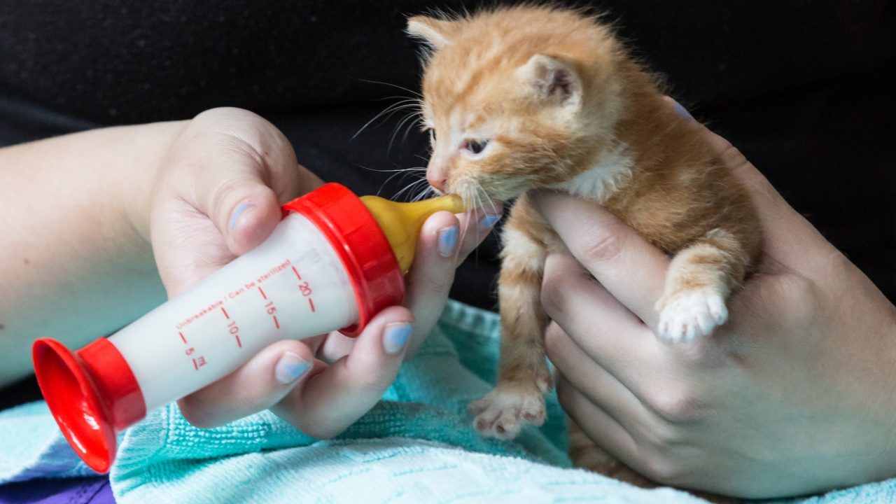 Vang jij katten in nood op?