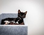 Gastgezinnen voor kittens
