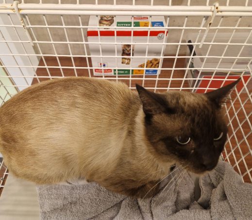 Gevonden kater 1199453