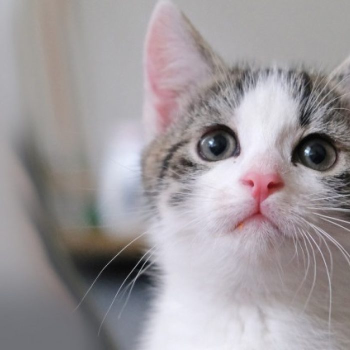 Adoptie asieldier