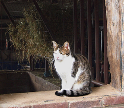 Boerderijkatten zoeken baan!