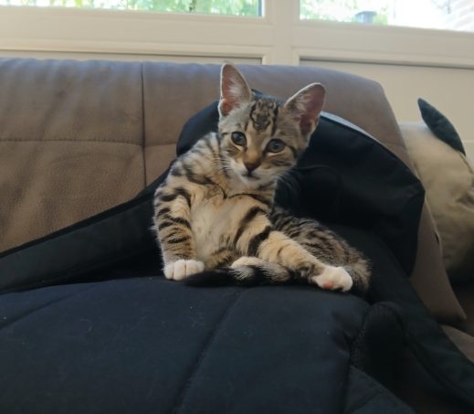Kitten Mira (Verblijft in gastgezin)