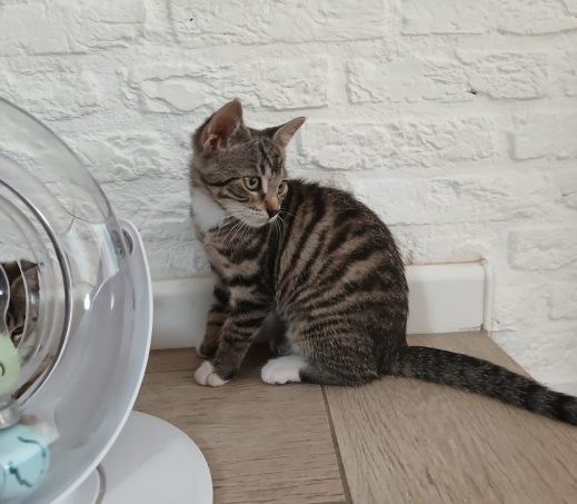 Kitten Cena (verblijft in gastgezin)