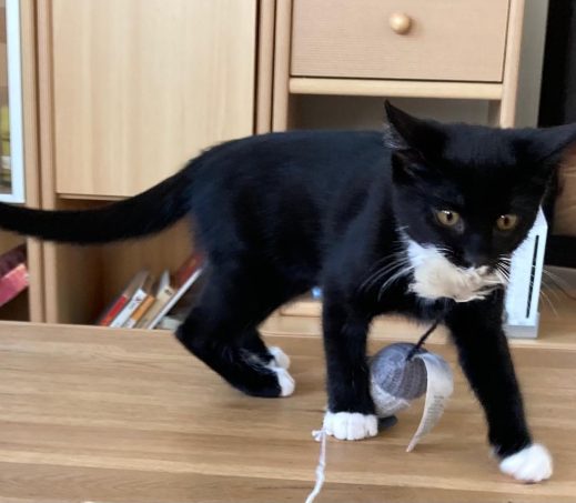 Kitten Brikske  (verblijft in gastgezin)