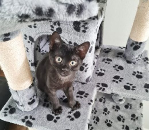 Kitten Malou (verblijft in gastgezin) Binnenkat!
