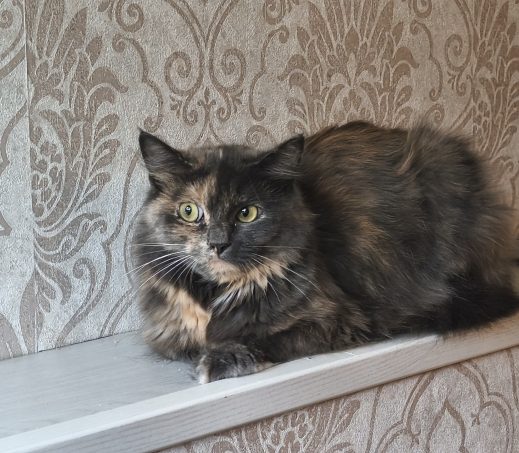 Petunia (verblijft in gastgezin)