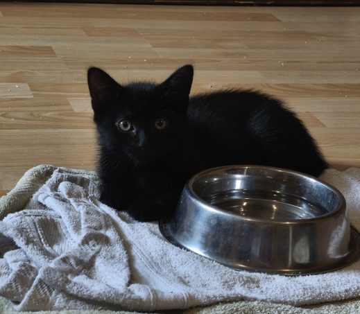 Kitten Ginny (verblijft in gastgezin)