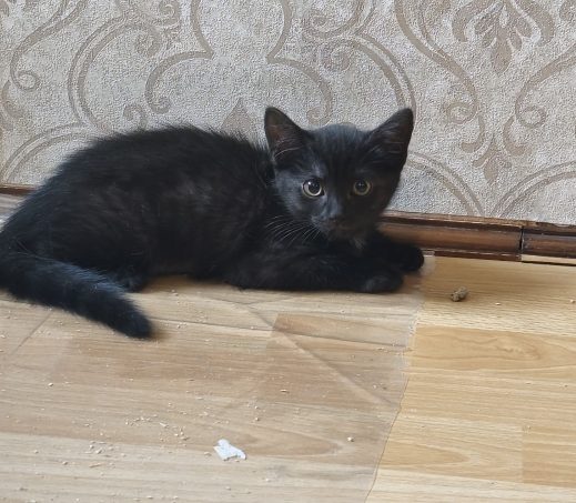 Kitten Harry (verblijft in gastgezin)